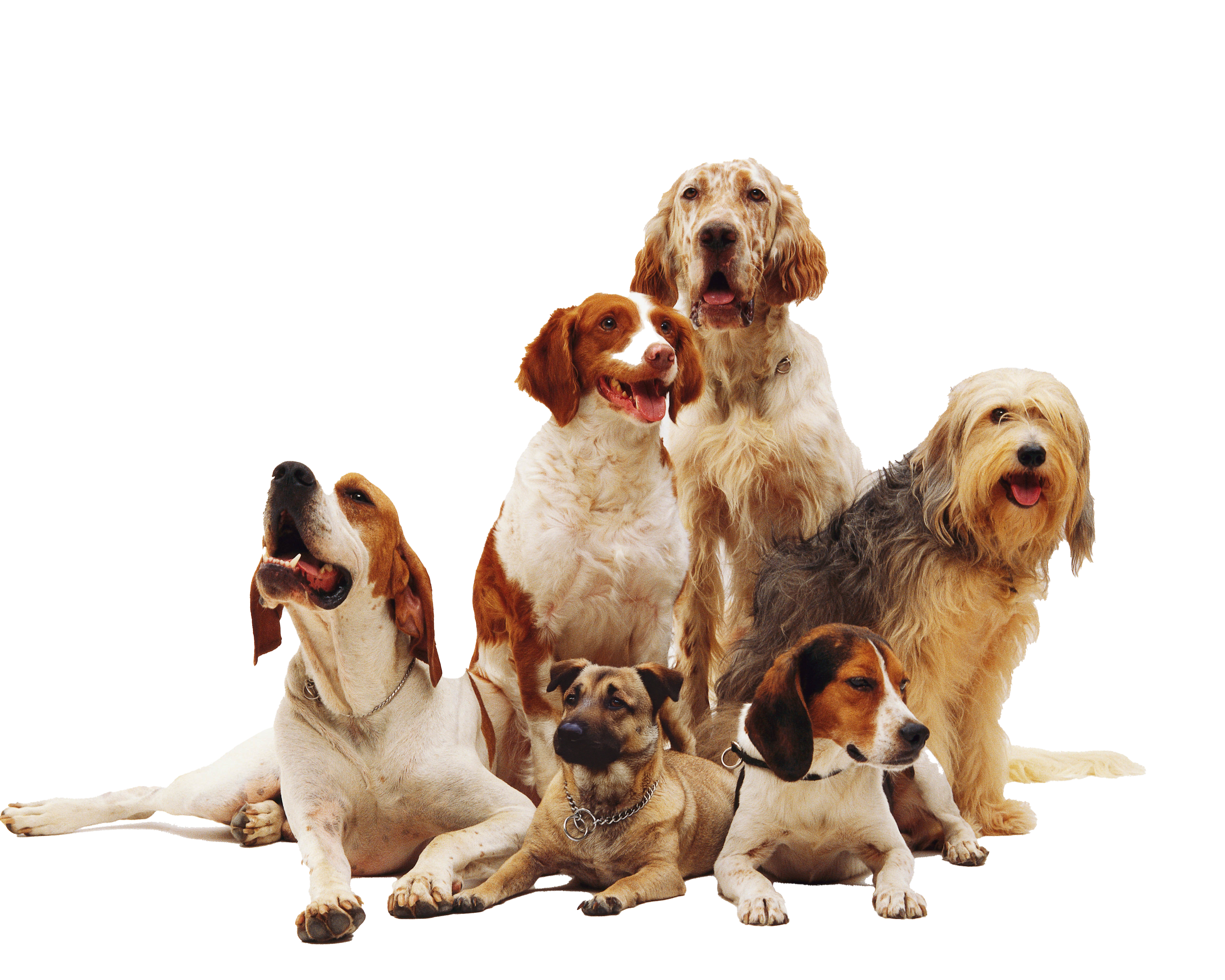 newbeautiful-shot-different-dog-breeds-resting.png