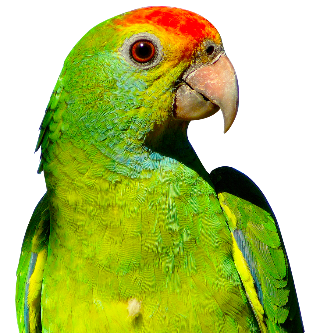 purepng.com-papegaaivogelsvliegdierenpapegaai-631522936506nhauz.png