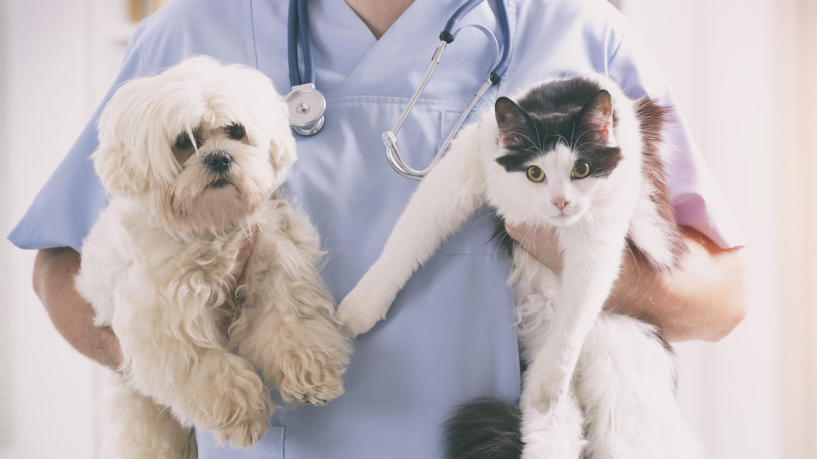 Encore Vet Group Partner and CoVet to Empower Veterinary Teams Through AI-Powered Efficiency