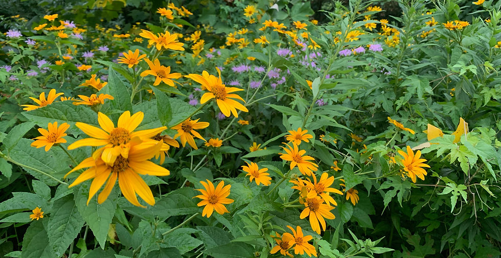 rain garden installation