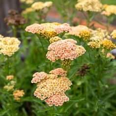 Long Acre Farm Achillea