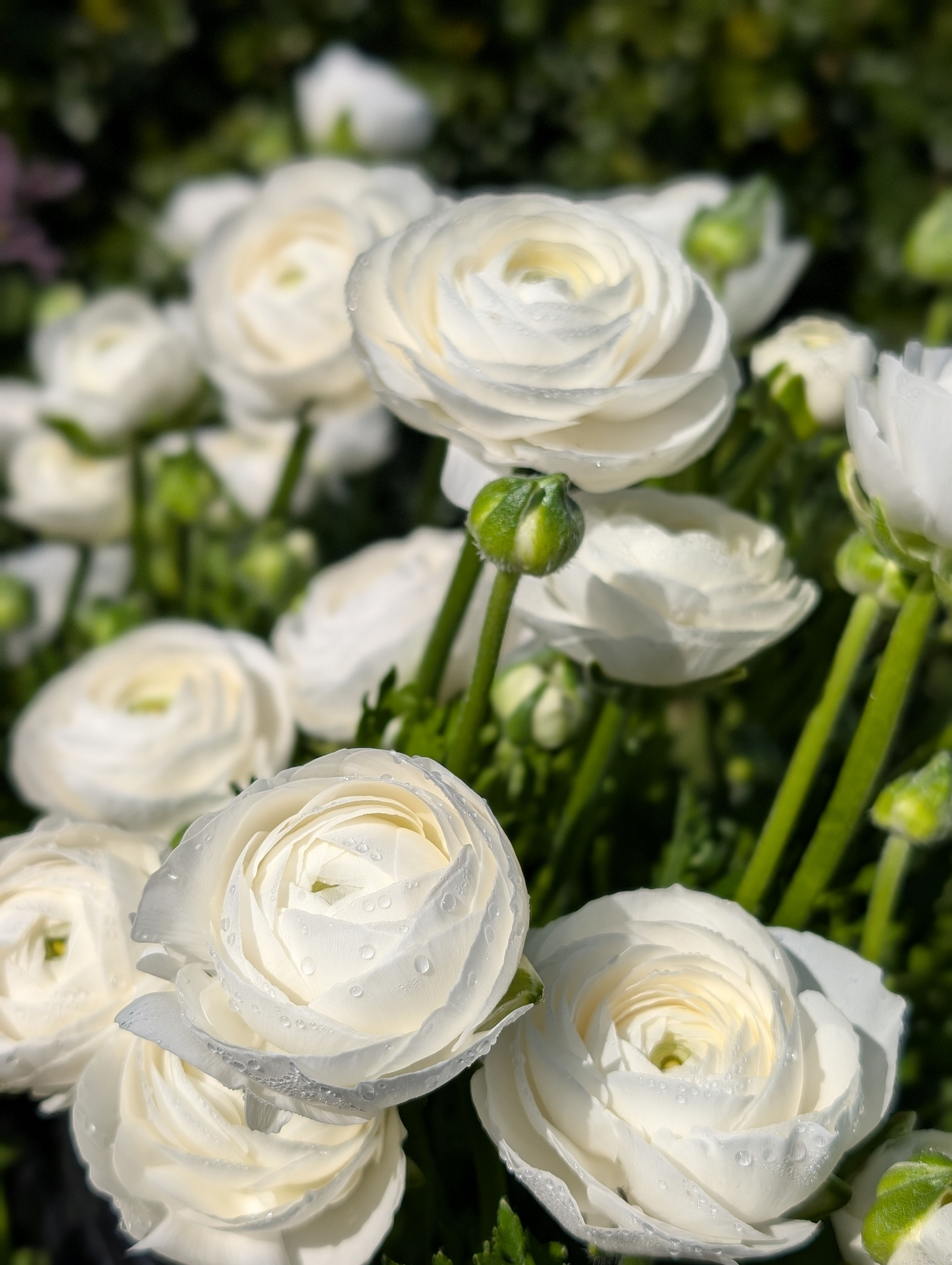 Ranunuclus | 20 stems