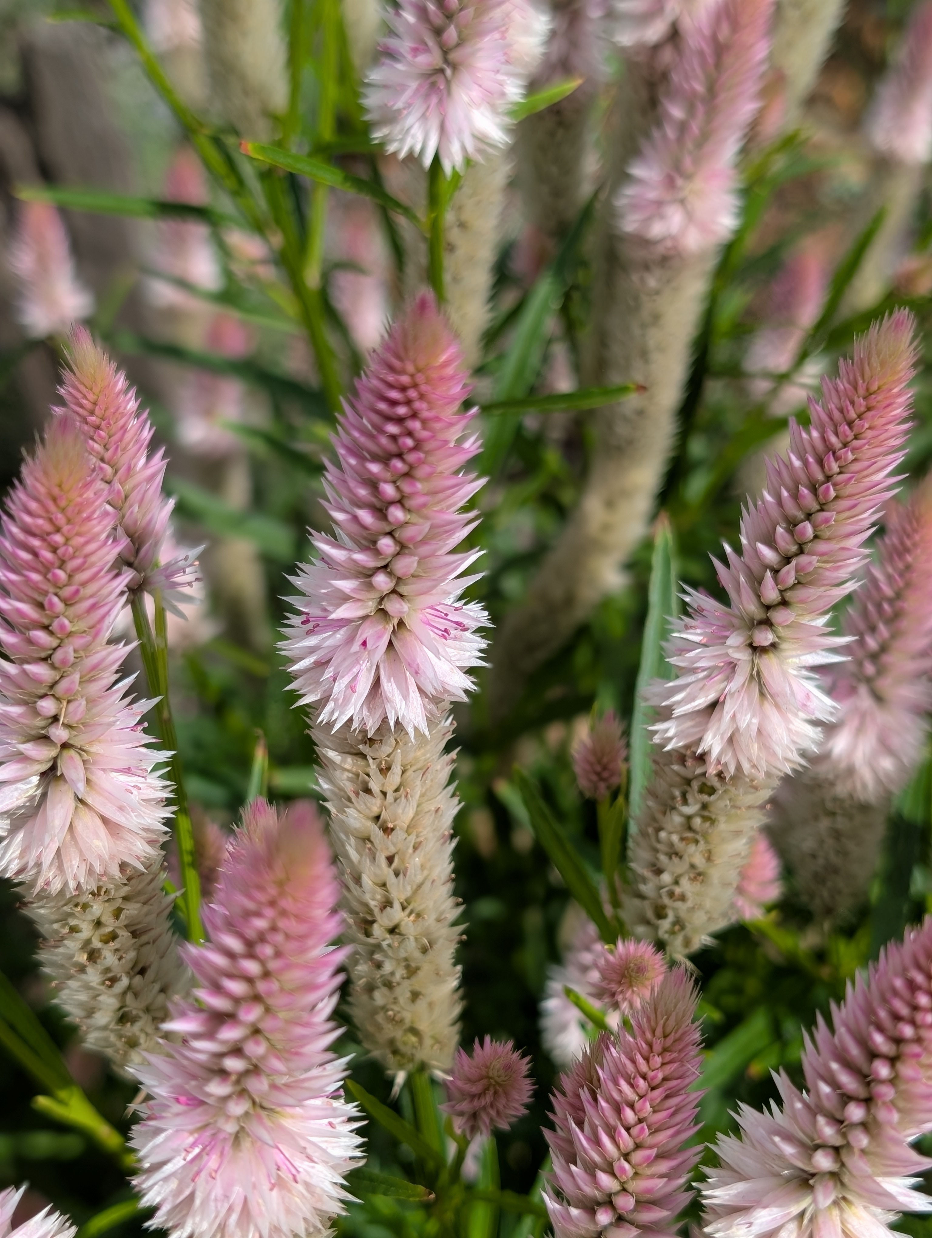 Celosia - Flamingo feather | 50 stems