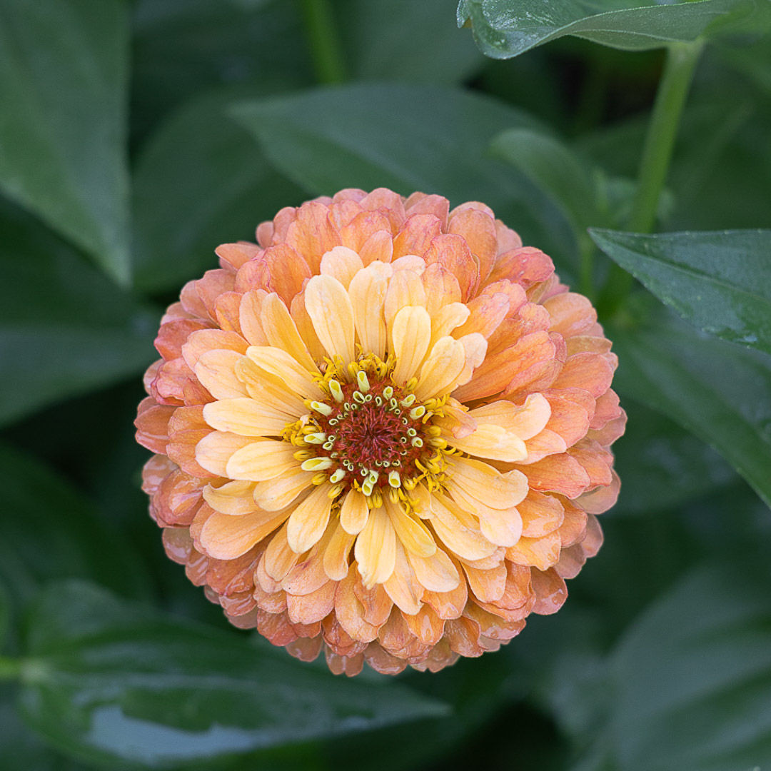 Zinnia | 50 stems