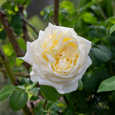 Long Acre Farm Roses