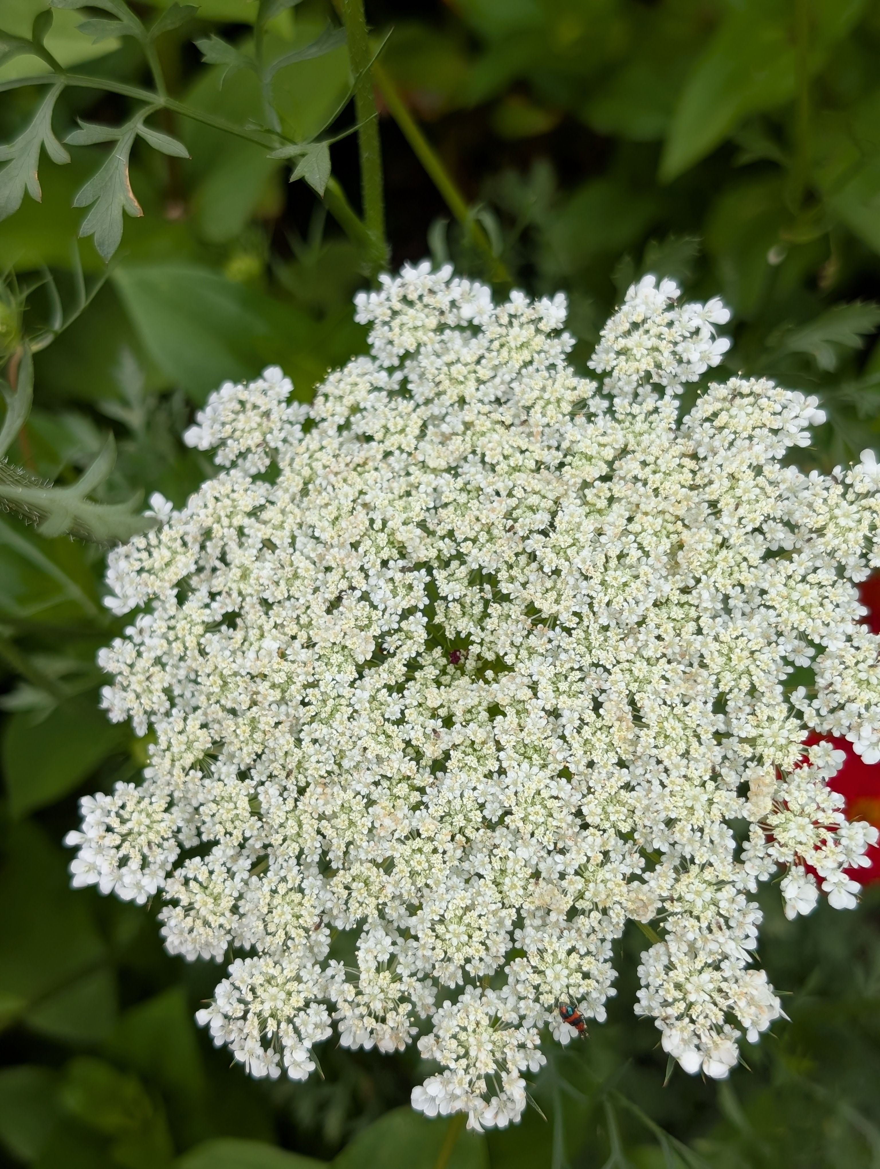 Queen annes lace | 30 stems