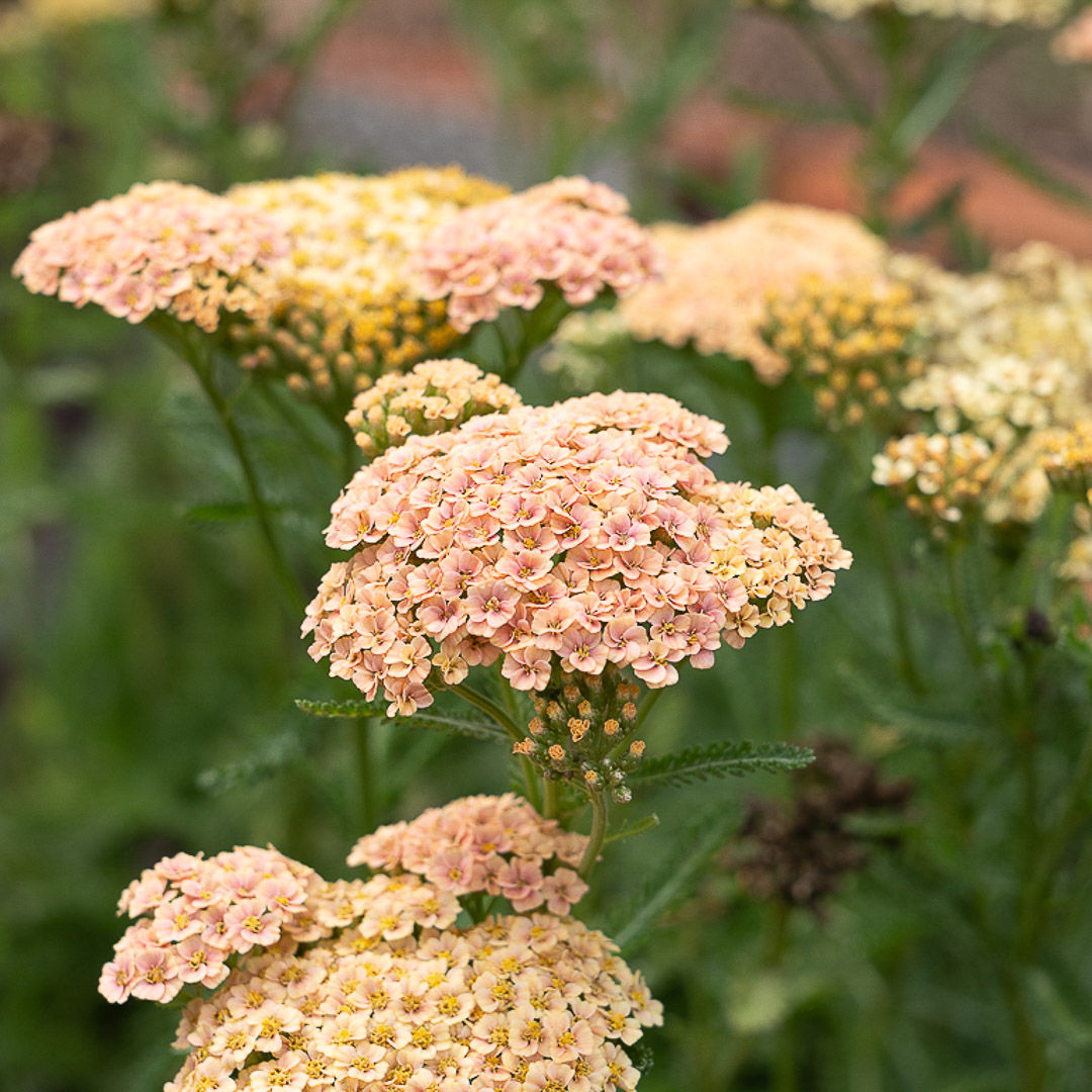 Achillea | 30 stems