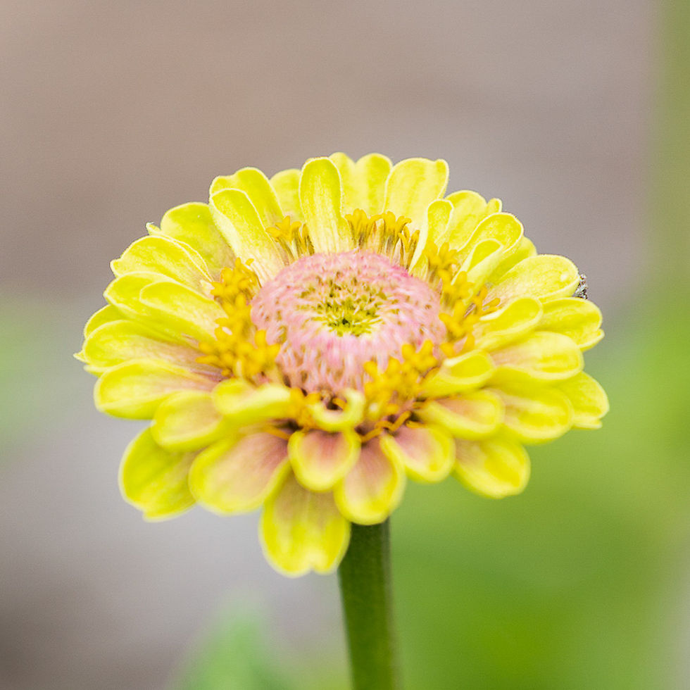 Thumbnail: Zinnia | 50 stems