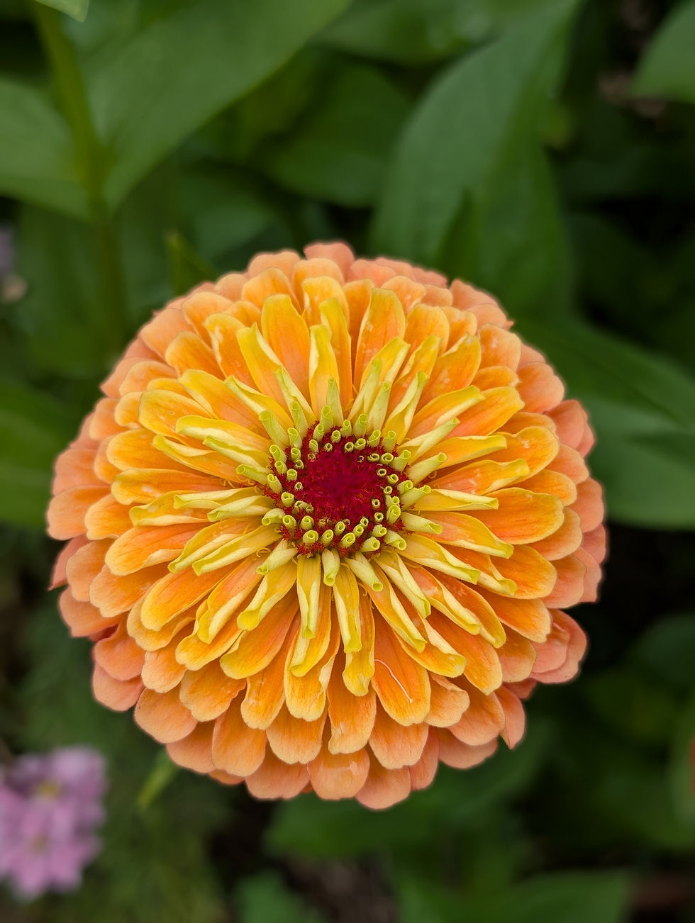 Thumbnail: Zinnia | 50 stems