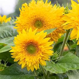Sunflowers