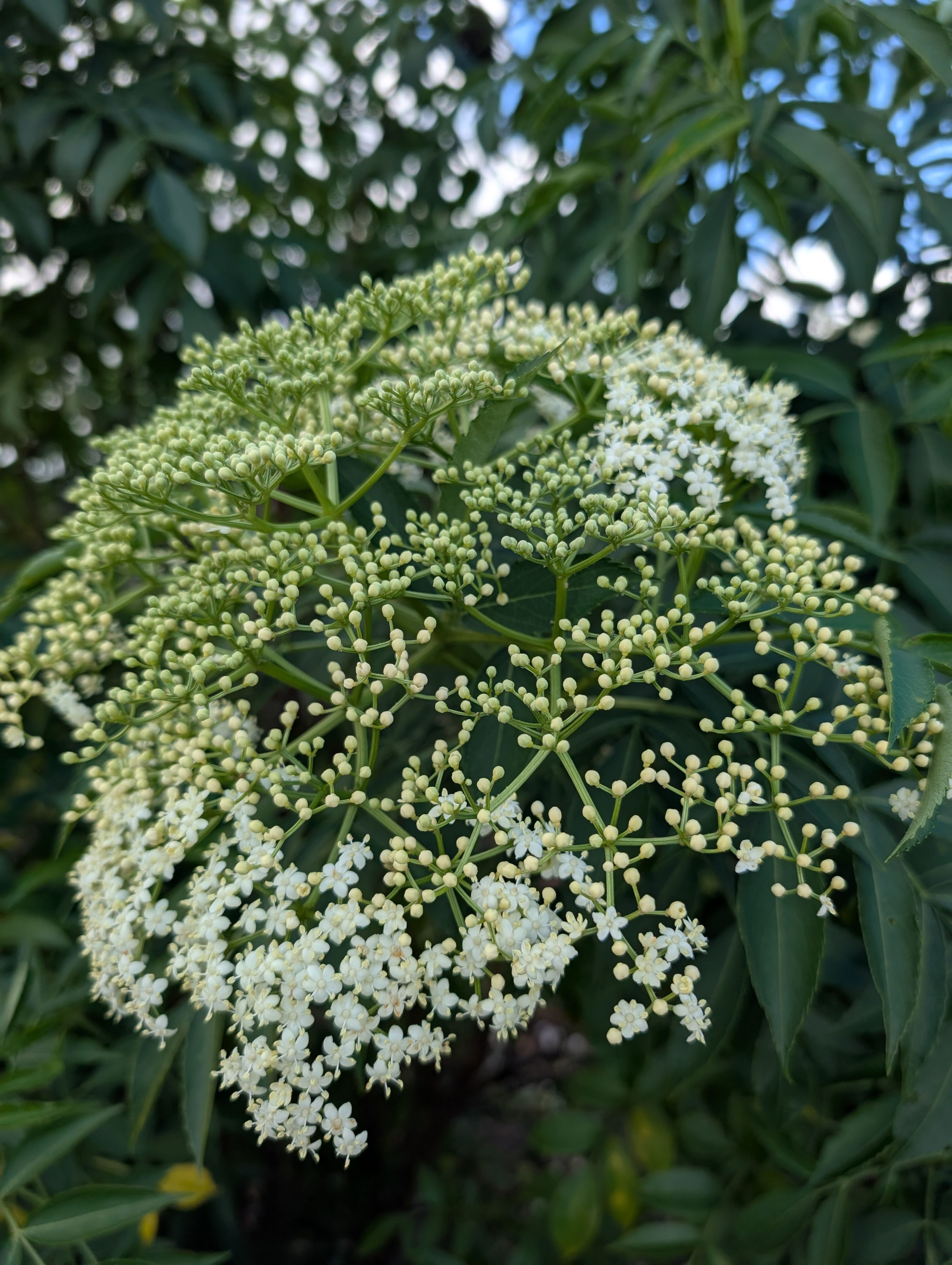 Elderflower | 10 stems