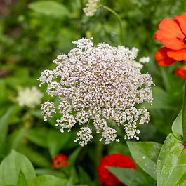 Queens Anne's Lace Flowers