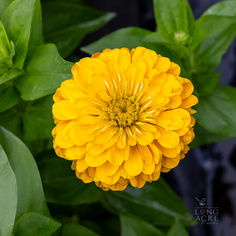 Long Acre Farm Zinnias