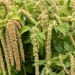 Amaranthus Flowers