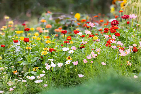 Long Acre Flowers.jpg