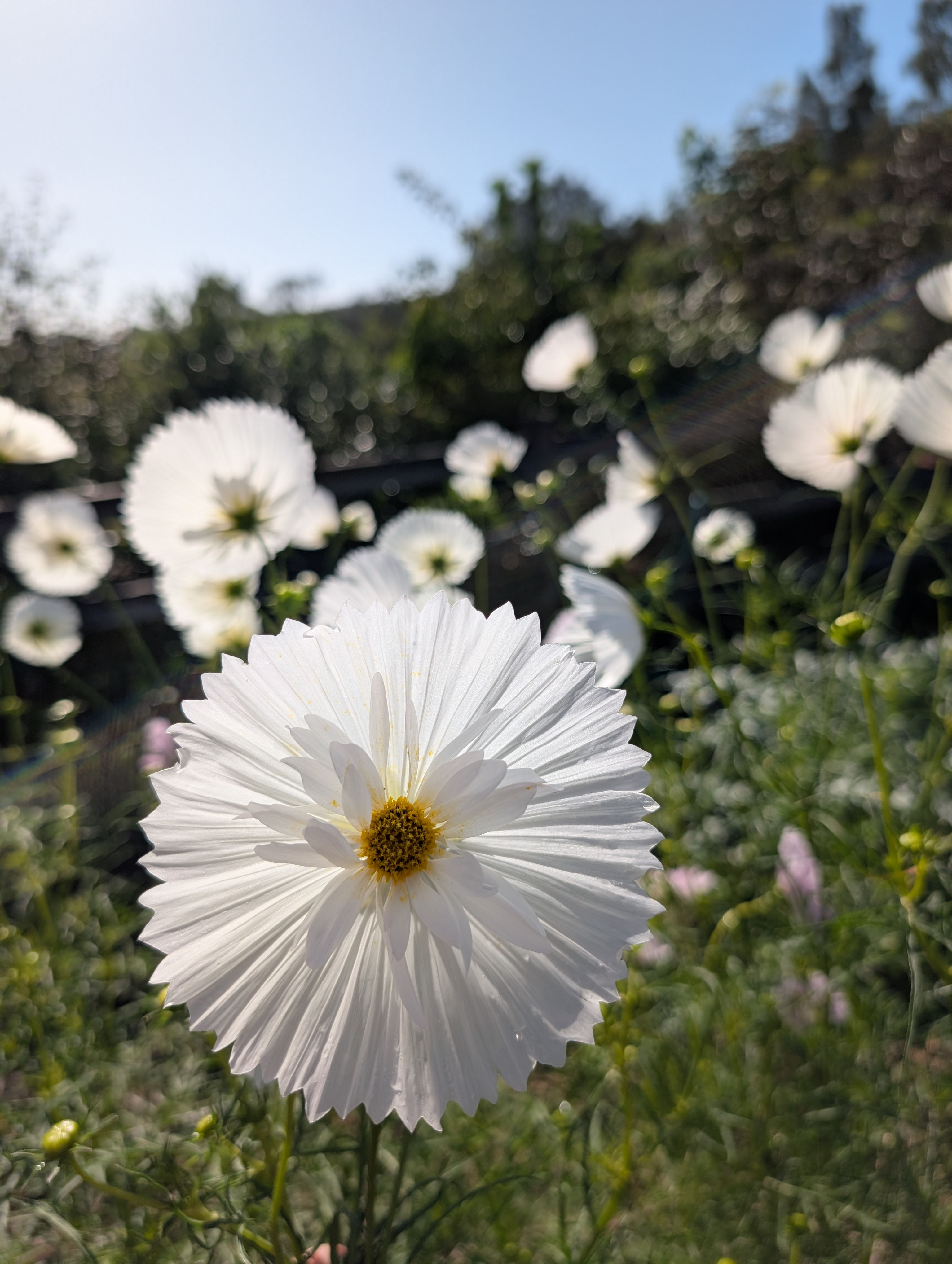 Cosmo | 80 stems