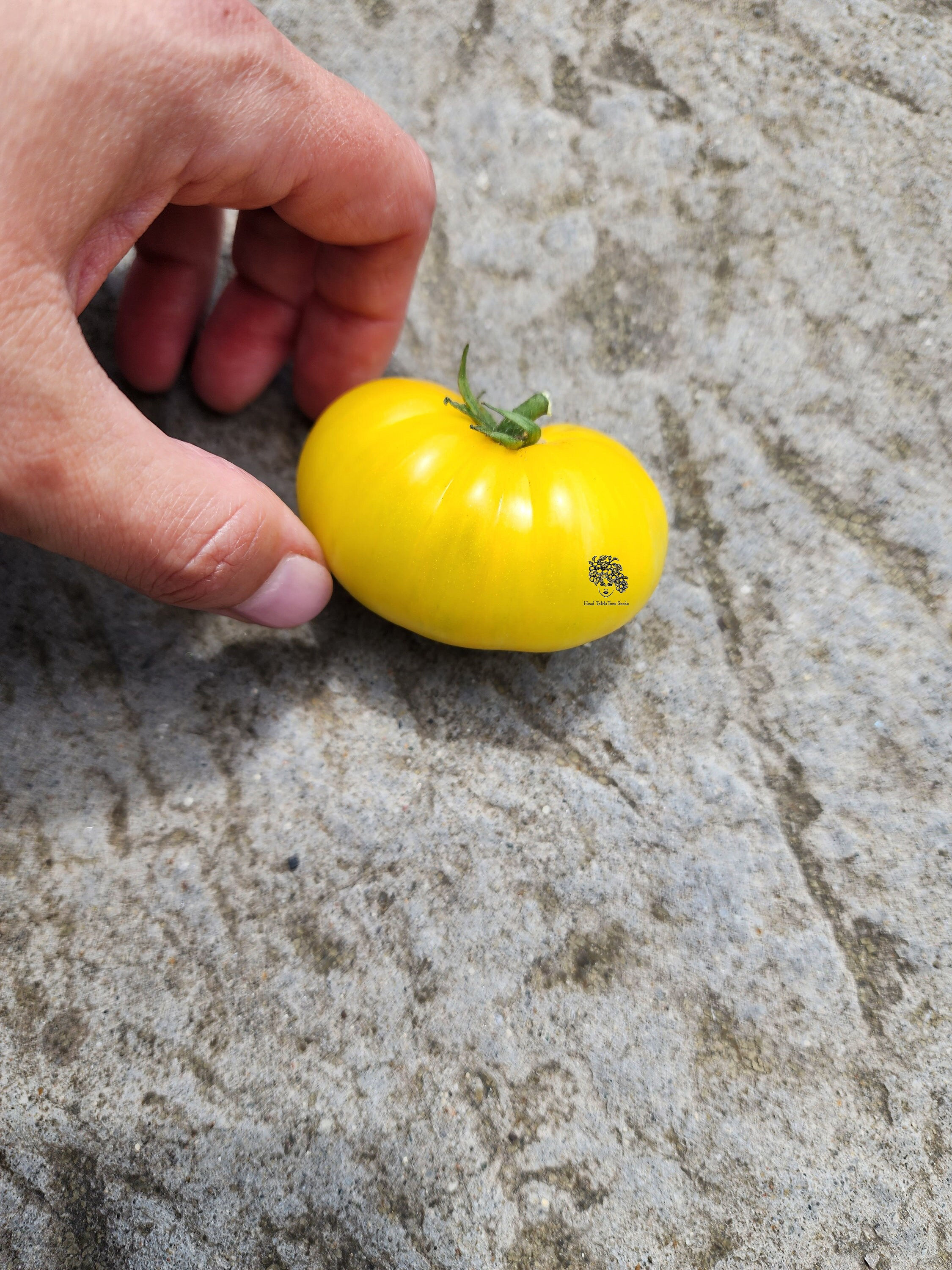 Yellow Brick Road Dwarf Tomato Seeds