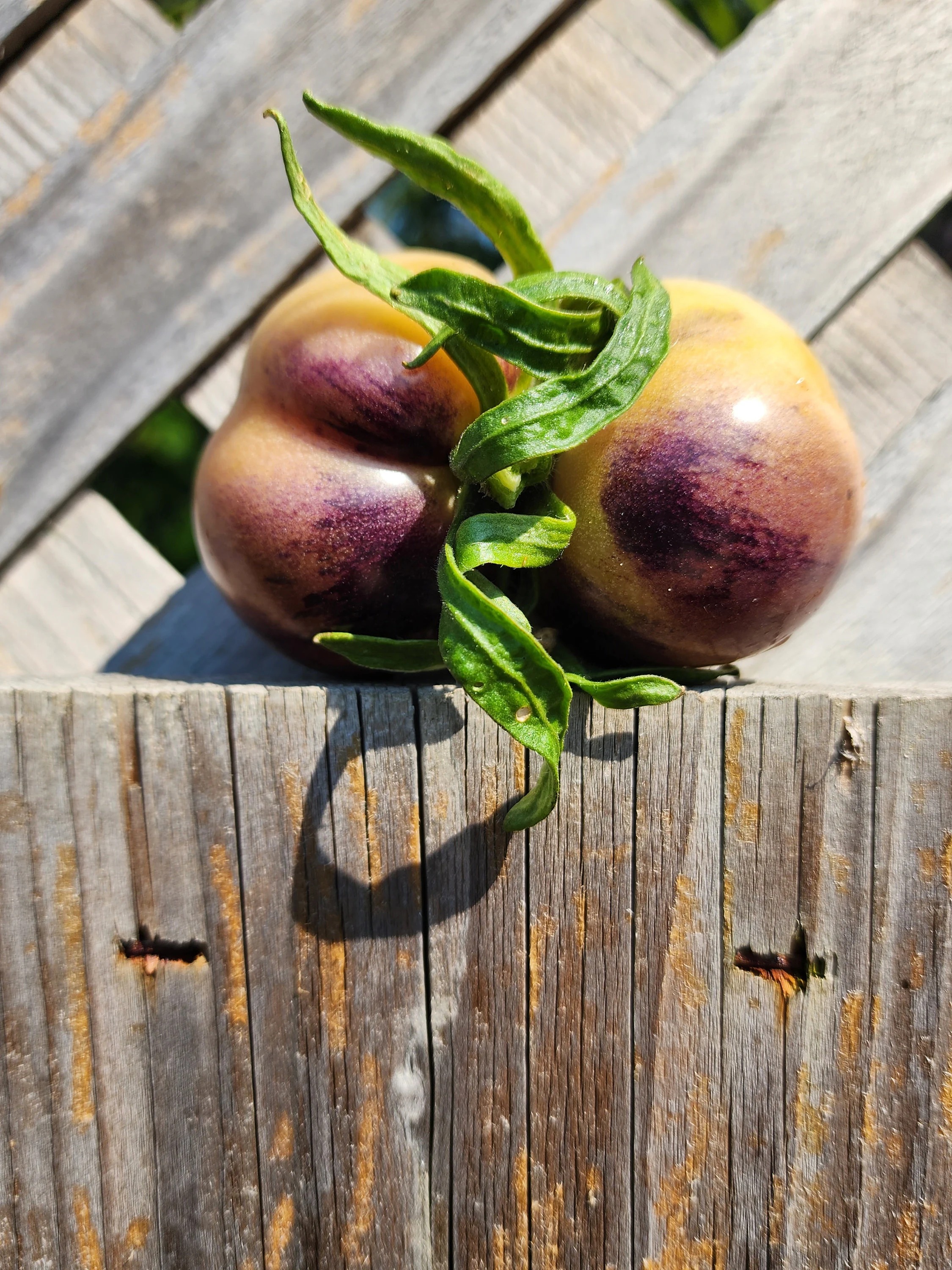 purple-apple-tomato-seeds-head-tomatoes-seeds