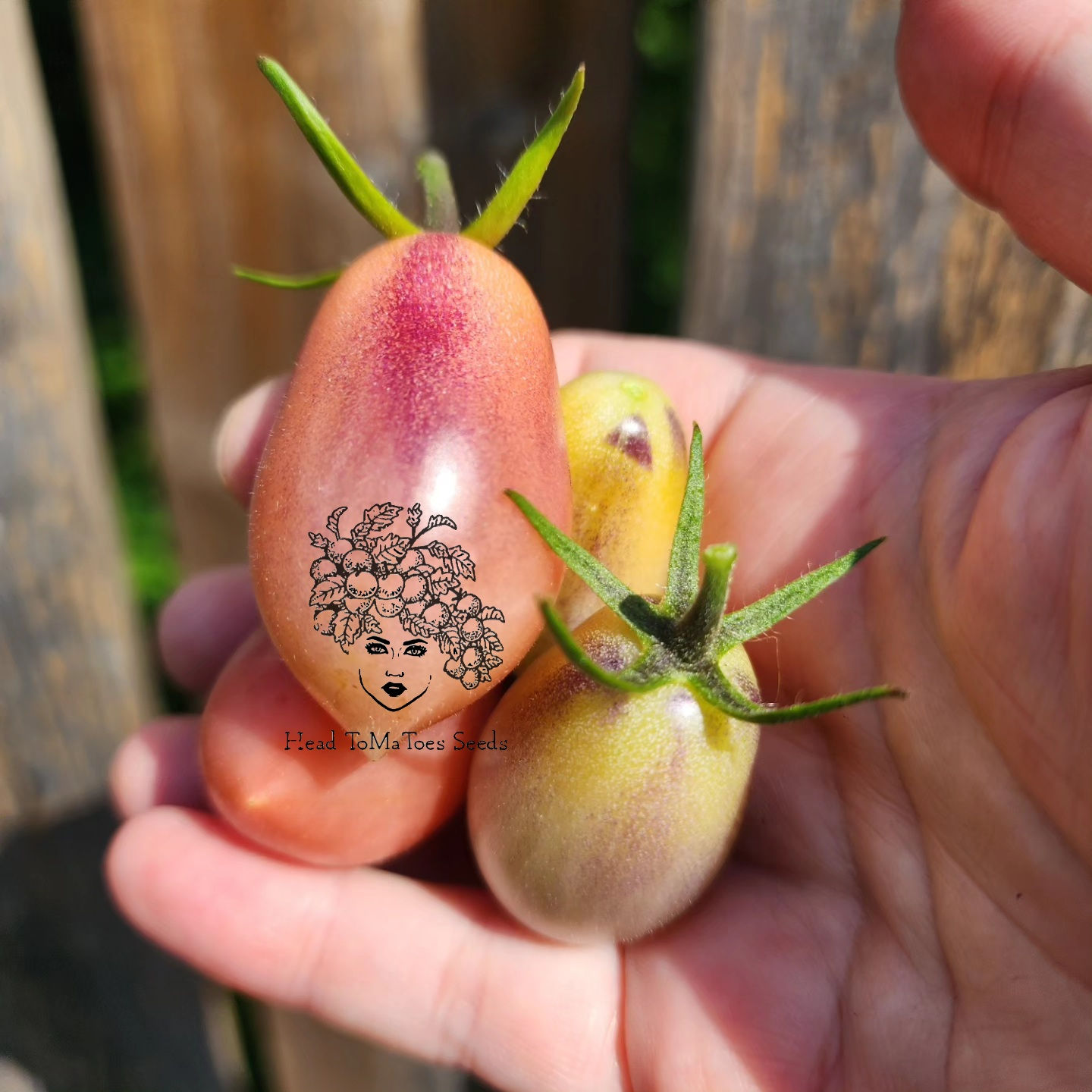 Märchenengel "Surpriz" Tomato Seeds