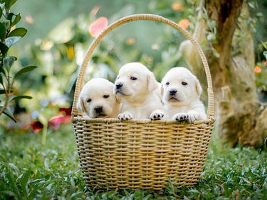 Chancellor refuses to rule out tax on pets