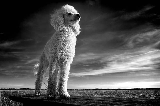 'Uggi' Blair to reprise historic president's poodle act