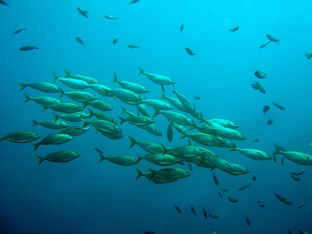 Next week, BBC's Panorama will be shooting fish in a barrel