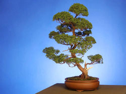 www_tapety4u_be_bonsai_5.jpg