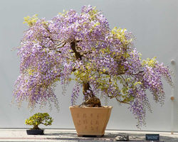 29394-this-japanese-wisteria-bonsai-tree-was-in-bloom-at-the-chicago-botanic_128