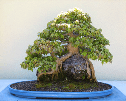 2863-4-brookyln_bonsai.jpg