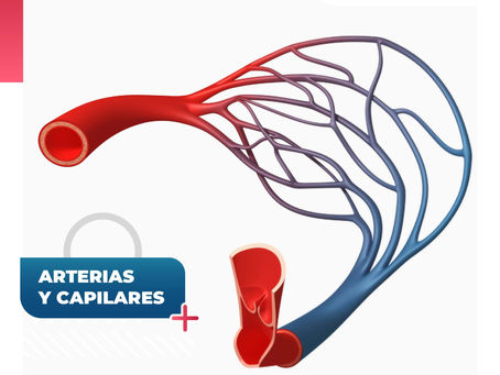 Arterias Y Capilares |ClÃnica De Enfermedades Vasculares Y Herida