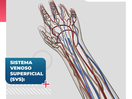 Sistema Venoso Superficial |Clínica De Enfermedades Vasculares Y Heridas
