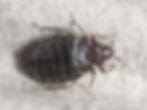 Close-up of a bed bug on a light-grey surface