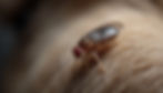 a fly on a dog's fur