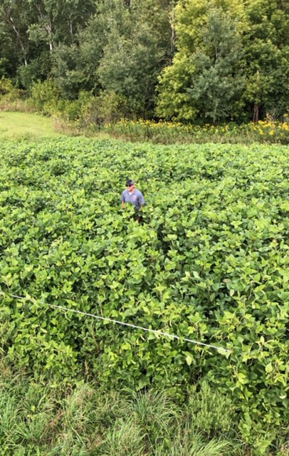 Zac from east central Minnesota shows his Eagle Forage Soybean plot