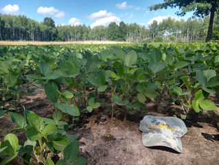 Mid-summer 2020 Food Plot Update
