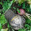 Thumbnail: Brassicas Bender - 1/2 acre bag