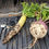 Thumbnail: Brassicas Bender - 1/2 acre bag