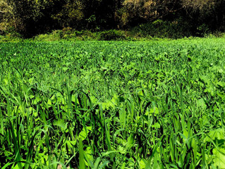 Food Plot Supplies & Sources
