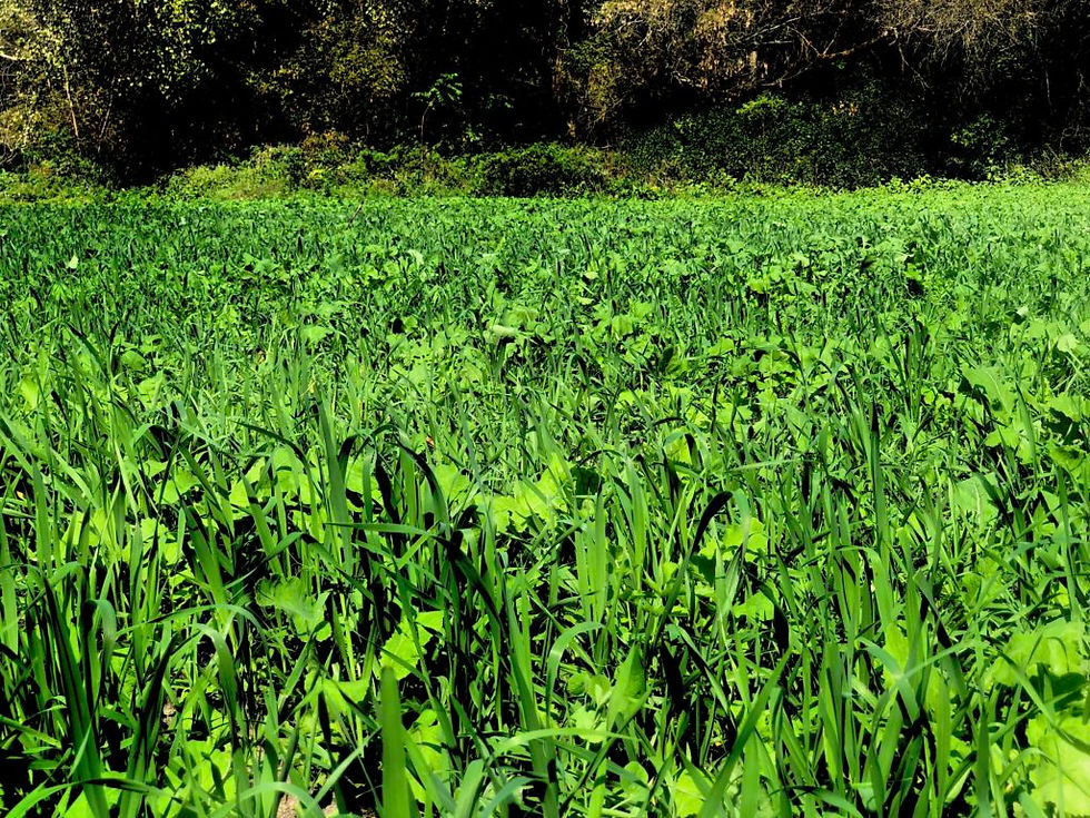 Thumbnail: Real World Deadly Dozen - 1/4 acre bag