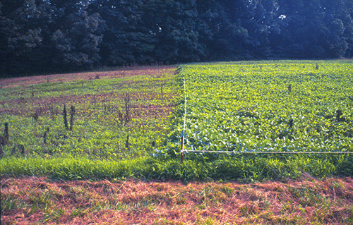 Thumbnail: Plotsaver Barrier Ribbon 1320 feet