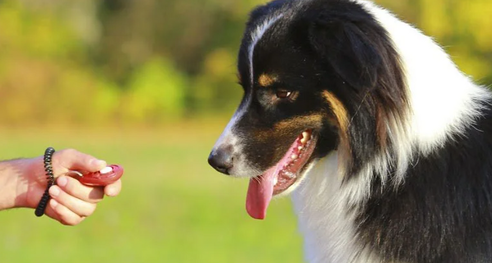 Healthy Treats for Dogs