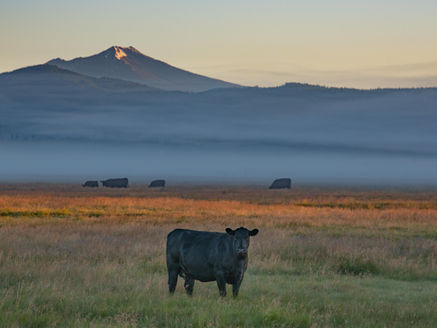 Oregon Farm Bureau and Cattlemen's Association Issue Response to Governor's Veto Threat