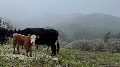 ODA recruiting for 58 commodity commissioner openings; Apply by April 20