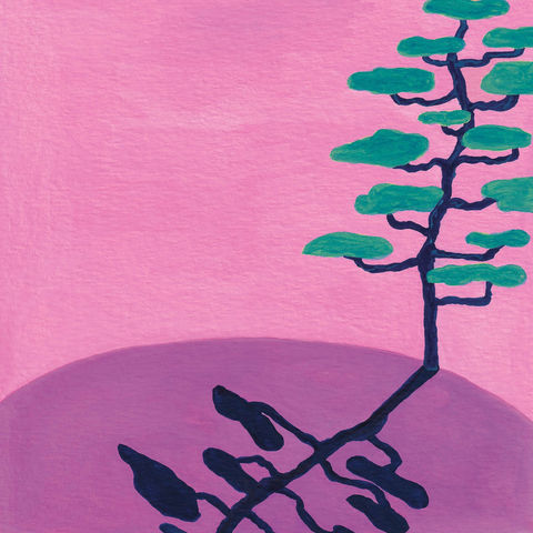 Paysage rose, pin pompon