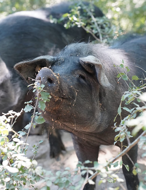 domaine-st-féréole-porc-4.jpeg