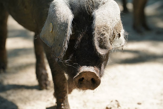 domaine-st-féréole-porc-3.jpeg