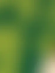 Opinion | Verts et libéraux allemands, ennemis de toujours, vont-ils s’unir? | LesEchos 12.10.2021