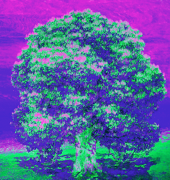 AKG260972_tree_planting_6.gif