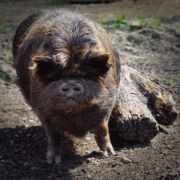 Pig looking interested.jpeg