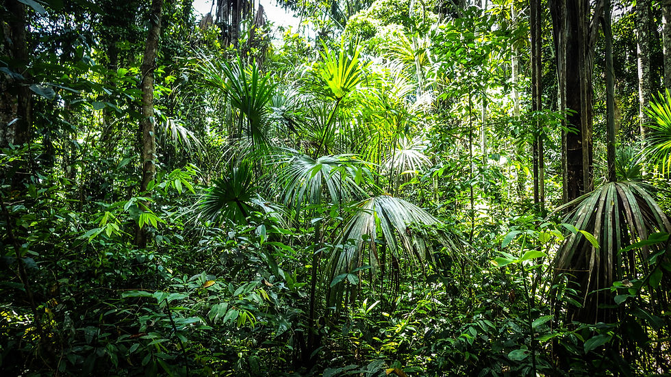 Andean-Amazonian forests responses to climate change [S-16]